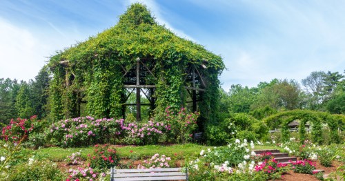 Ivy-covered gazebo surrounded by vibrant pink and white roses at Elizabeth Park Rose Garden.