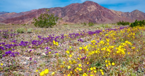 purple and yellow wildflowers grow in the desert of death valley in california