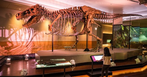 Sue, a huge T. rex, at the Evolving Planet evolution exhibition at the Field Natural History Museum in Chicago, IL