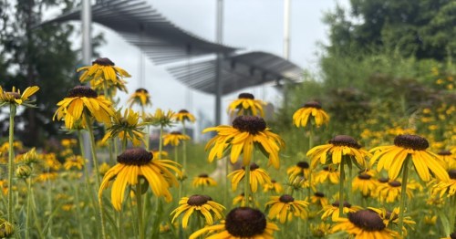 Bright Smale Park blooms line the cross-state hiking route from Ohio into Kentucky.