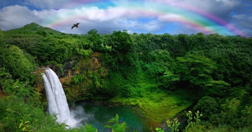 A roaring waterfall tumbles into a wide pool surrounded by lush green vegetation. A rainbow hangs in the sky above and a lone bird takes flight.