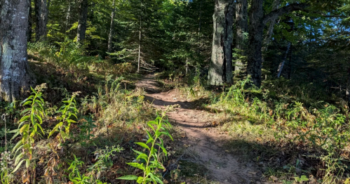 A dirt path of the North Country Trail winds through a lush green pine forest in Michigan.