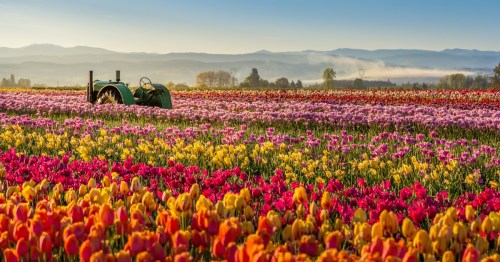 Lines of vividly colored tulips cover the land with a small green tractor sitting in the distance. In the background a faint line of mountains can be seen.