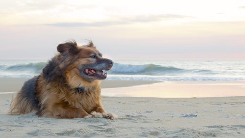 A happy dog lying on the beach, with gentle waves and a pastel sunset in the background.