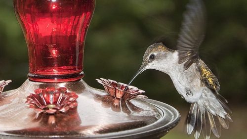 A hummingbird hovers near a red nectar feeder, its wings blurred in motion against a green background.
