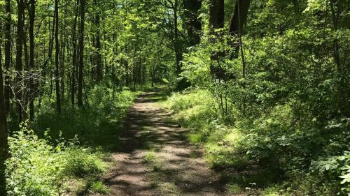A sunlit dirt path winding through a lush green forest with trees and underbrush on either side.