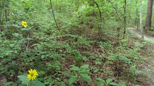 A serene forest scene with green foliage and two bright yellow flowers in the foreground.