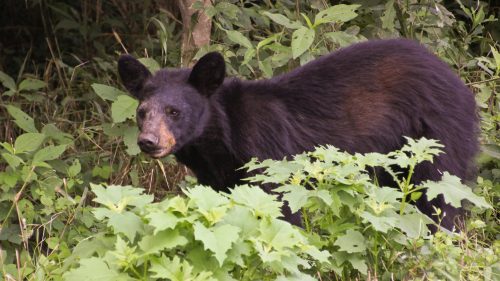 A black bear stands among green foliage in a forested area, looking curiously at the camera.