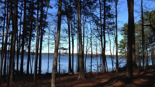 A serene lake view framed by tall trees under a clear blue sky.