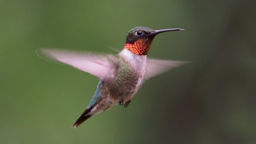 A hummingbird in mid-flight, showcasing vibrant green and red feathers against a blurred green background.