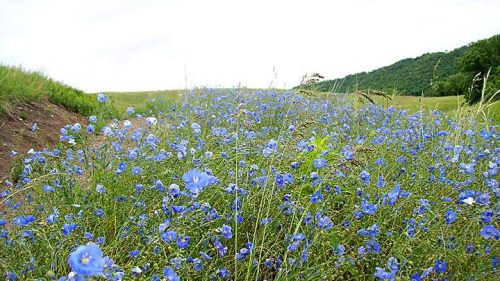 A field of blue flowers stretches across a grassy landscape under a cloudy sky.