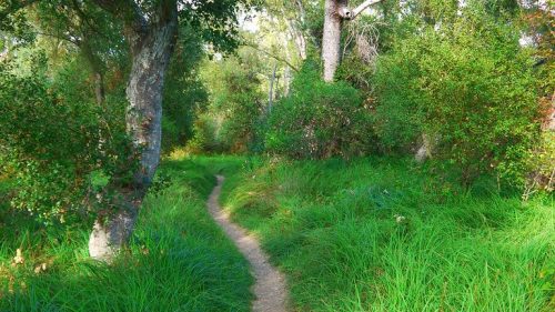 A winding dirt path through lush green grass and trees in a serene natural setting.