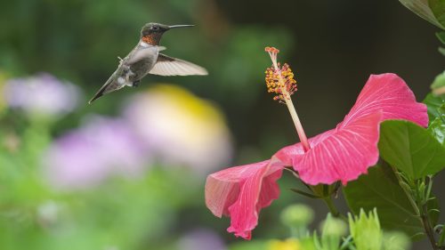 A hummingbird hovers near a vibrant pink hibiscus flower in a lush garden.