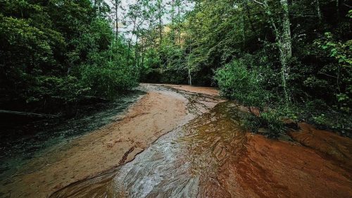 A winding, muddy river flows through a lush green forest, surrounded by trees and vegetation.