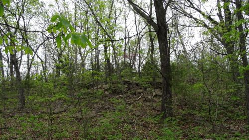 A dense forest scene with green foliage, trees, and rocky terrain in the background.