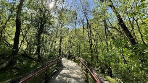 A wooden walkway winds through a lush green forest under a bright blue sky. Sunlight filters through the trees.
