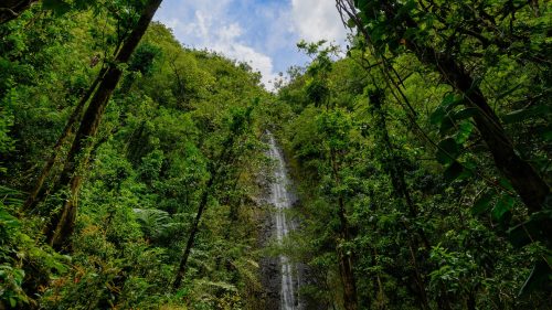 Lush green forest with tall trees surrounding a cascading waterfall under a blue sky with scattered clouds.