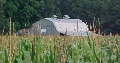 The roof of an old barn peeks out over corn at Parker Pioneer Homestead Museum in Harrisburg, Arkansas