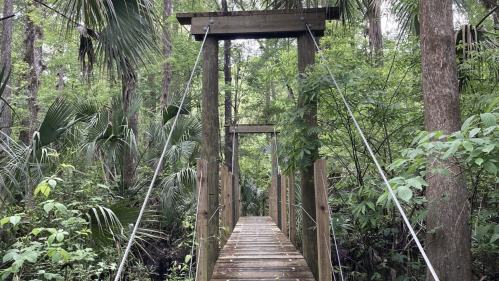 A wooden suspension bridge surrounded by lush greenery and tall trees in a forested area.