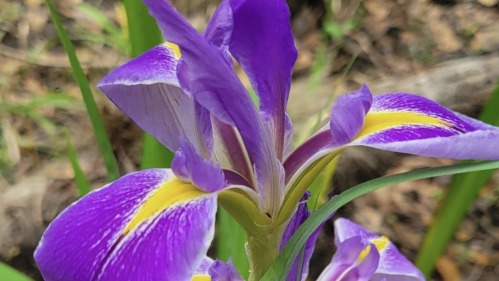 Close-up of a vibrant purple iris flower with yellow accents, surrounded by green foliage.