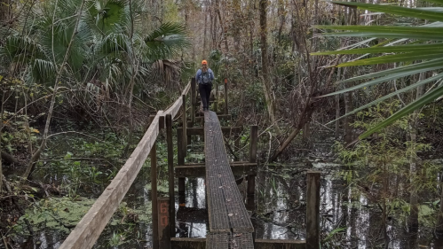 A person walks on a wooden bridge through a dense, swampy forest with lush greenery and still water below.