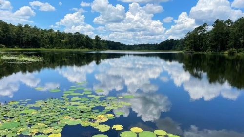A serene lake with lily pads in the foreground, reflecting fluffy clouds and trees under a bright blue sky.