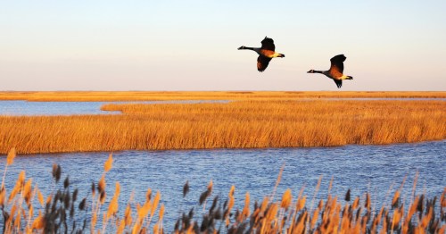 Geese fly over a marsh at sunset near Smyrna, DE.