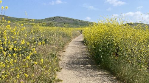 A winding dirt path through a field of yellow wildflowers under a clear blue sky.