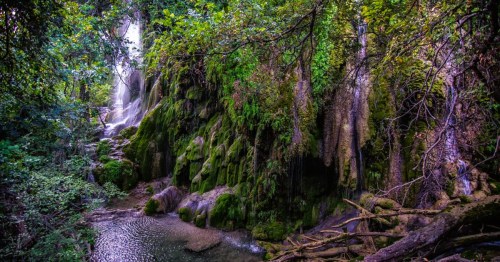 Serene views of Gorman Falls n Texas, cascading over moss-covered rocks surrounded by lush, green foliage in a forested area.