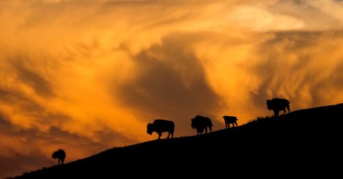 Bison in Custer State Park in South Dakota