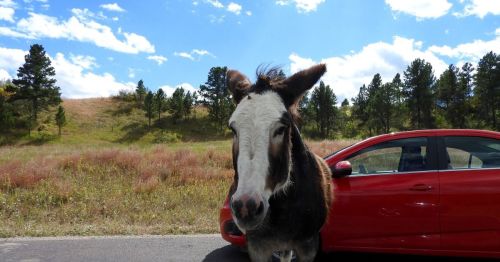The "begging burros" in South Dakota