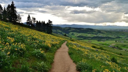 A winding dirt path through a vibrant field of yellow flowers, surrounded by green hills and distant mountains under a cloudy sky.