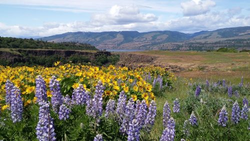 A vibrant landscape featuring purple lupines and yellow flowers, with rolling hills and a blue sky in the background.
