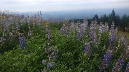 A field of purple lupine flowers with a scenic view of rolling hills and a cloudy sky in the background.