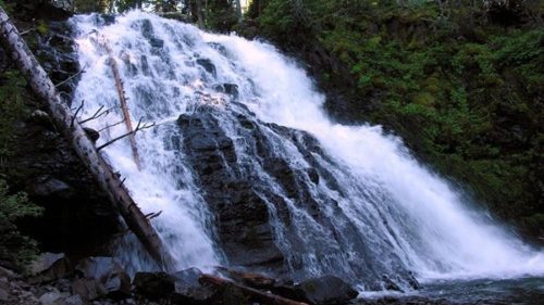 A cascading waterfall flows over rocky terrain, surrounded by lush green trees and fallen logs.