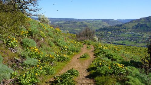 A scenic dirt path winds through vibrant yellow wildflowers, with rolling hills and a valley in the background under a clear blue sky.