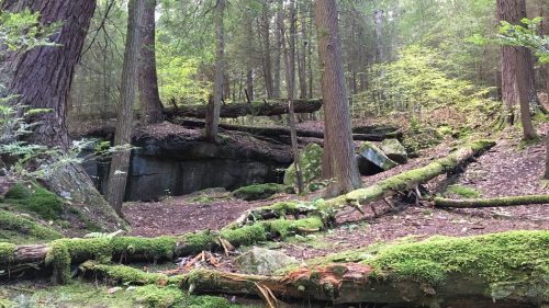 A serene forest scene with tall trees, moss-covered logs, and rocky outcrops, creating a tranquil natural setting.