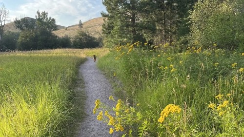 A gravel path winds through tall grass and wildflowers, flanked by trees under a clear blue sky.