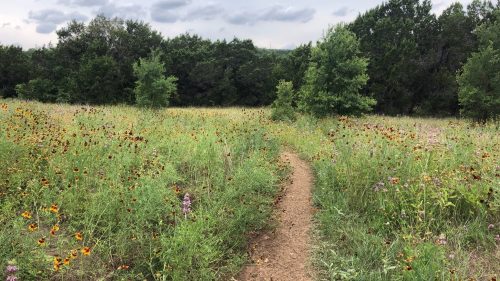 A dirt path winds through a vibrant field of wildflowers and greenery under a cloudy sky.