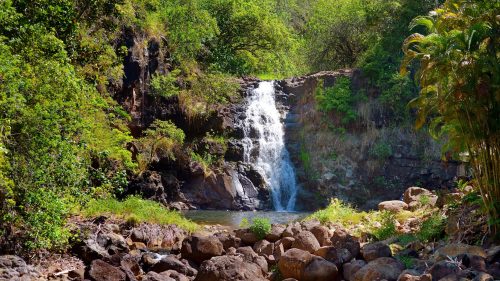 A serene waterfall cascades into a rocky pool, surrounded by lush greenery and tropical plants.