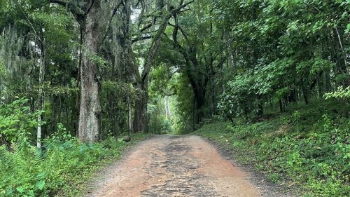 A dirt path surrounded by lush green trees and hanging moss, leading into a dense forest.