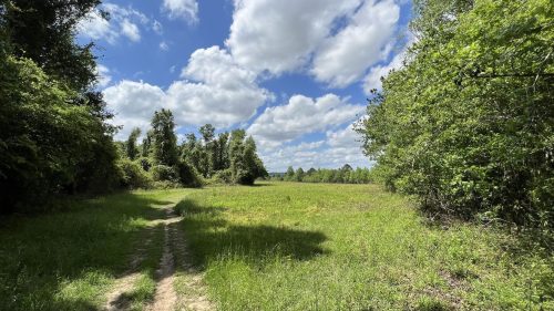 A grassy path leads through a sunny field surrounded by trees and fluffy clouds in a blue sky.