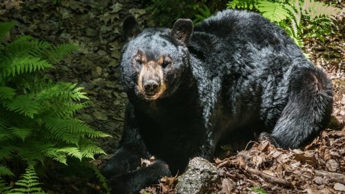 A large black bear sits in a wooded area at Squam Lake Science Center in Holderness, New Hampshire.