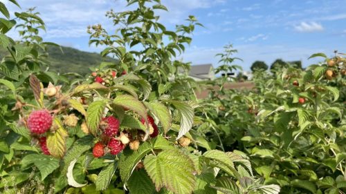 A close-up of raspberry plants with ripe and unripe berries against a blue sky and distant houses.