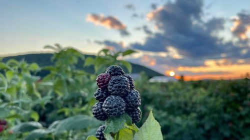 A close-up of ripe blackberries against a sunset sky with clouds and distant hills in the background.