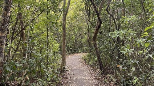 A winding path through a lush green forest, surrounded by tall trees and scattered leaves on the ground.