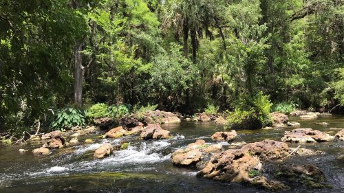 A serene river scene with rocks and lush greenery, surrounded by trees and plants under bright sunlight.