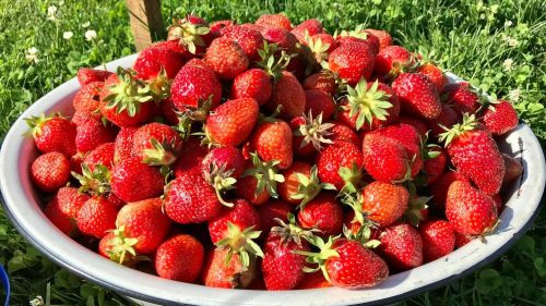 A large bowl overflowing with fresh, ripe strawberries on a grassy surface.