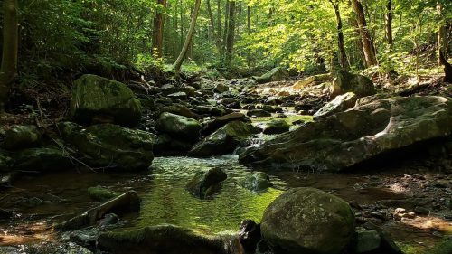 A serene forest stream flows over rocks, surrounded by lush green trees and dappled sunlight.