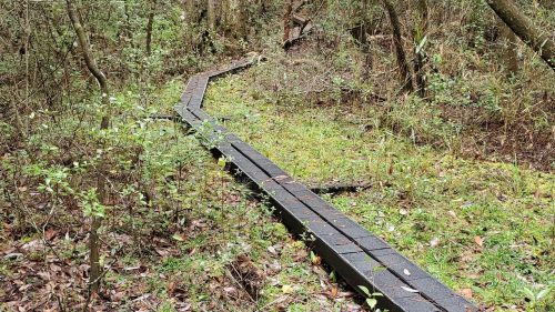 A winding boardwalk through a lush, green forest with trees and underbrush on either side.